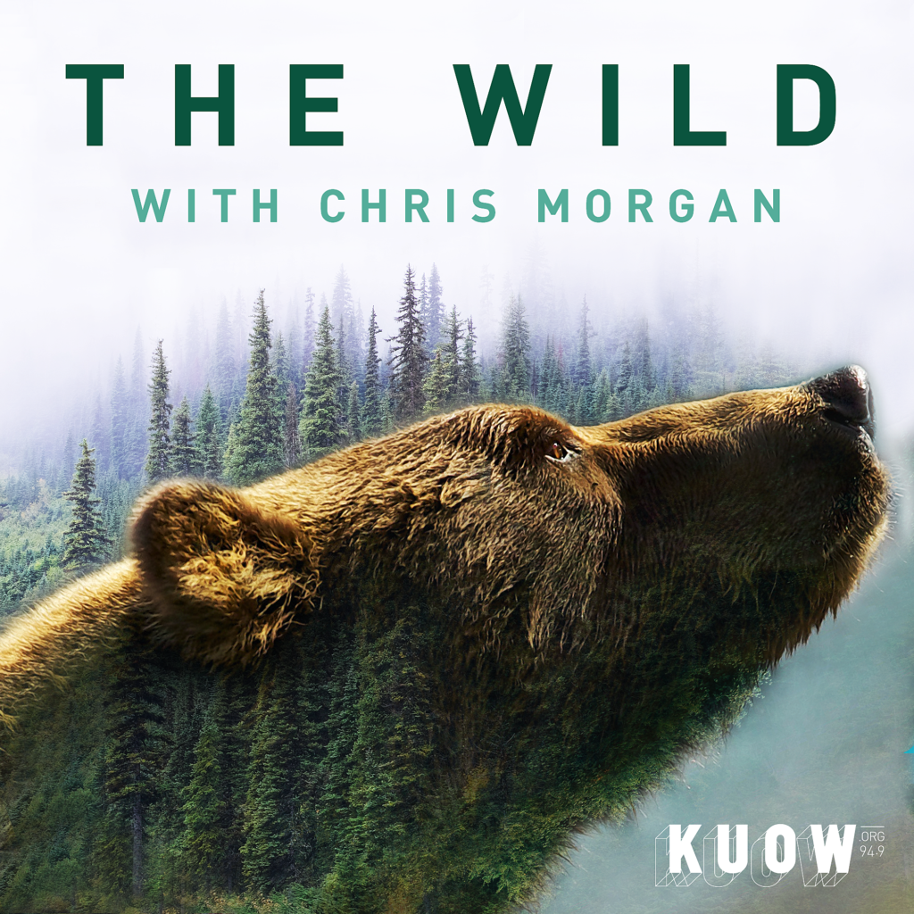 The Wild with Chris Morgan image