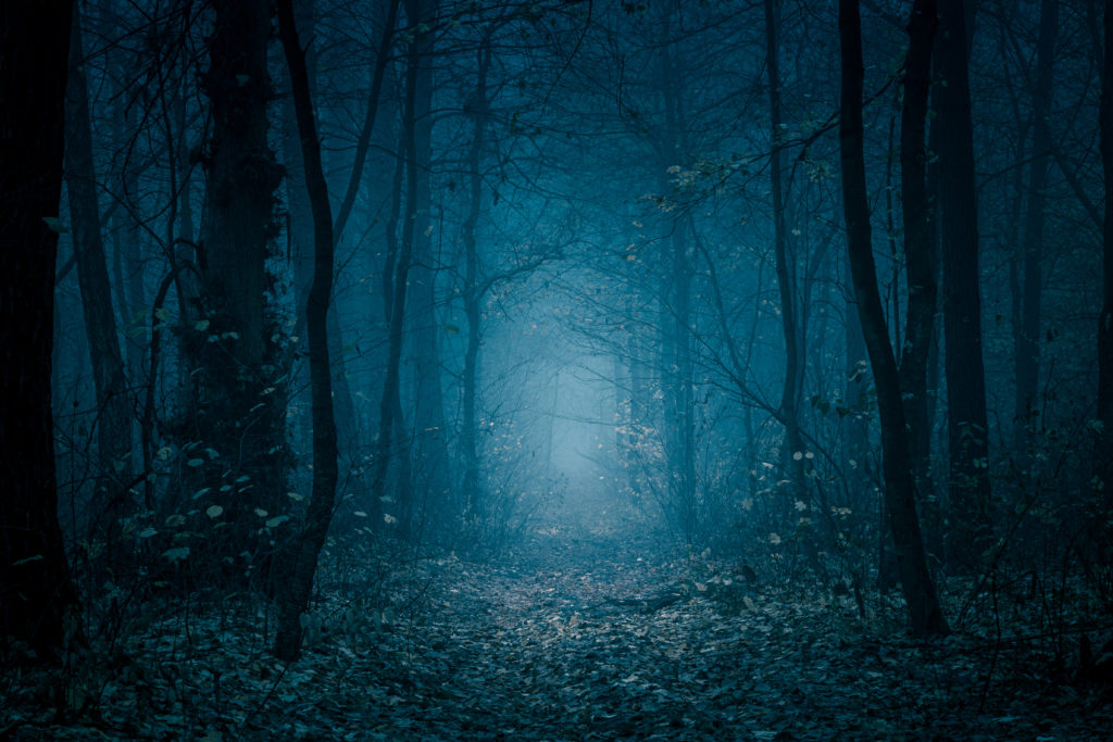 creepy woods