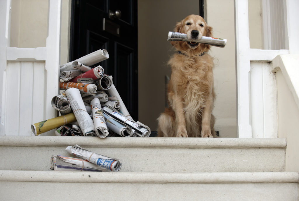 dog with newspapers