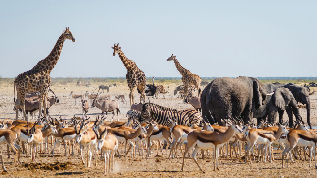Wildlife in Etosha National Park