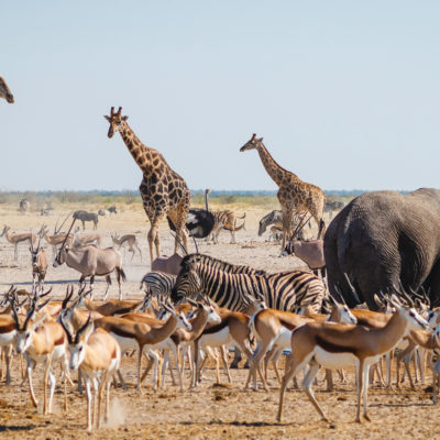 Wildlife in Etosha National Park